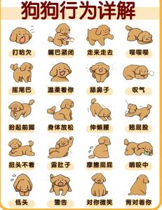 新手怎么养狗狗_新手养狗必备物资清单及注意事项