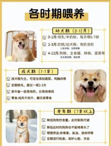 小狗饲养指南年下1v1_甜蜜养狗日常