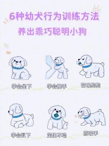 初次养狗小技巧_养狗前评估，回家后护理，责任重大需耐心爱心
