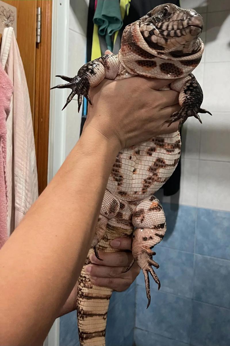 可以合法饲养的爬宠_合法品种与注意事项