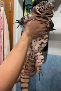 可以合法饲养的爬宠_合法品种与注意事项