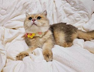 养猫一个月500够吗_养猫月费500元够用吗？基础开销与应急预算解析