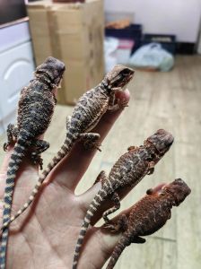 耐养便宜的爬宠_温顺好养颜值在线的守宫推荐
