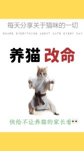 养猫会带来什么运气_养猫招财保安，带来好运与平静