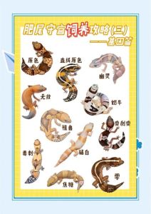 守宫图鉴_主岛支岛区别，饲养攻略看这里