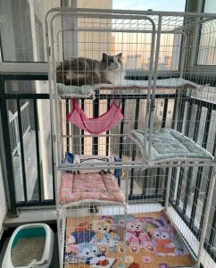 猫能圈笼子里养吗_笼养猫咪利弊多，散养更自由有风险，半笼养是折中好方法