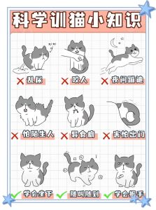 新手养猫基础知识_猫砂盆食水盆猫窝等准备及喂养清洁指南