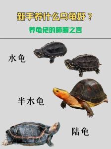 龟爬宠主要类别_爬宠热门动物及饲养入门