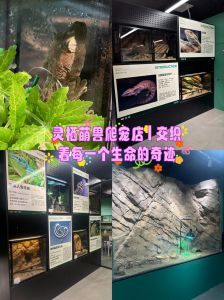 爬宠id_爬宠文化兴起，蛇蜥蜴等冷门宠也受欢迎！