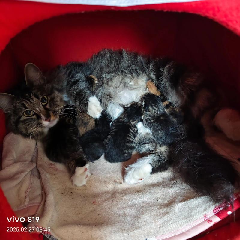 45天小猫算不算幼猫了_45天幼猫喂养护理全攻略,告别母乳巧过渡! 45天小猫算不算幼猫了_45天幼猫喂养护理全攻略,告别母乳巧过渡!
