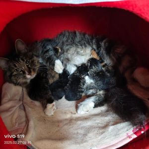 45天小猫算不算幼猫了_45天幼猫喂养护理全攻略，告别母乳巧过渡！