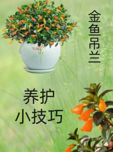 养金鱼吊兰的十大忠告_喜光怕暴晒，浇水施肥有讲究！