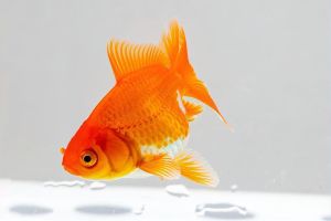 不宜养鱼的4个属相_属鼠鱼磁场冲突，属羊养鱼加剧懒散，属龙相克易破财，属蛇家宅不和，属猪误食鱼命理决定一切？