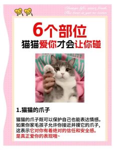 母猫允许主人摸小猫吗_先得母猫信任，分阶段循序渐进！