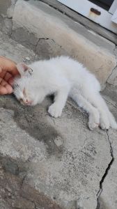 小猫满月了被母猫吃了有事吗_母猫吃掉满月小猫的原因与预防措施