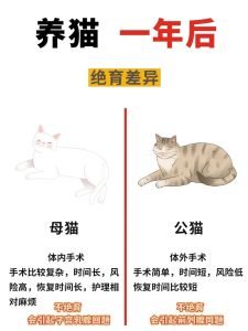 养母猫好还是养公猫好给个建议_公猫母猫怎么选？性格健康大不同