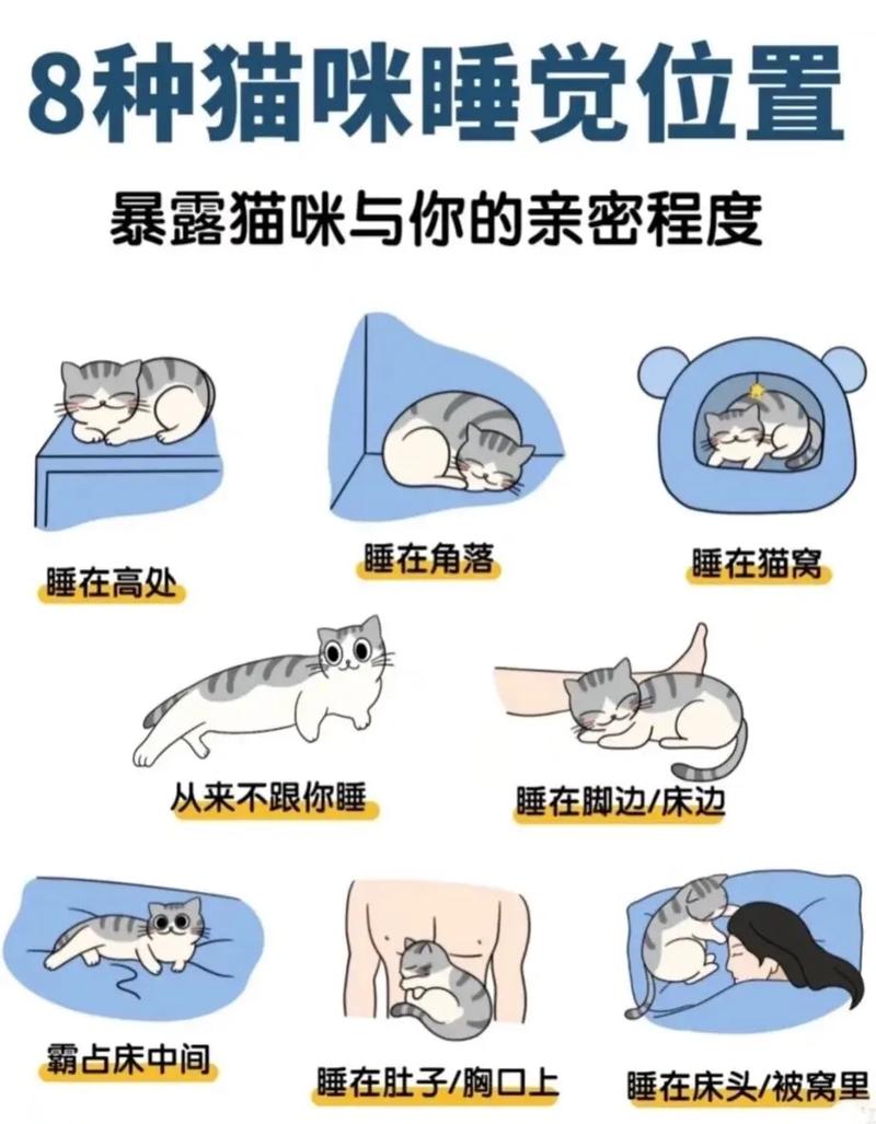 养猫攻略新手必看_环境布置与日常护理