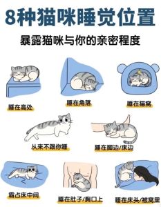 养猫攻略新手必看_环境布置与日常护理