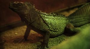 地铁允许带小爬宠吗_地铁禁带宠物？导盲犬可通行，特殊宠物需合规！