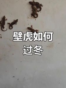 壁虎会一直藏在床底下吗_壁虎爱躲在床底，其实是来帮你除虫的！