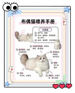 猫咪知识养猫攻略_猫粮奶粉健康与行为全攻略