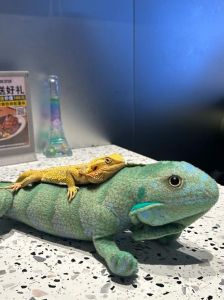 不吃虫子的爬宠_不吃虫子的爬行动物，饲养更轻松！