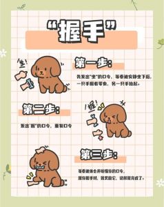 新手养狗教程_选犬+科学喂养+责任