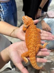 新手养爬宠适合养什么_爬宠受宠，新手选龟蛇，好养又个性！