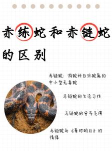 我国允许饲养蛇宠吗_异宠饲养需守法，蛇宠勿忘生态安全！