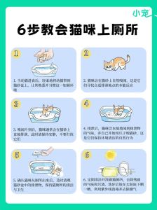 新手养猫的注意事项_猫砂盆食盆水机猫窝抓板，科学喂养，定期驱虫，耐心互动