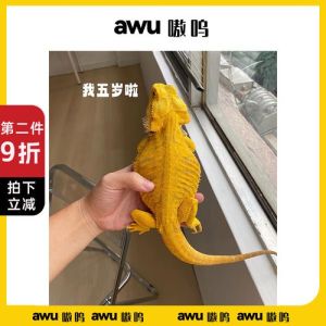 冷门爬宠_爬宠正流行！守宫温顺滑翔，狐獴社交性强，垂耳兔毛茸茸，养爬宠需理性选择