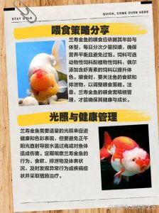 金鱼怎么养才能活得长久_金鱼养好能活几十年，关键看这几点！