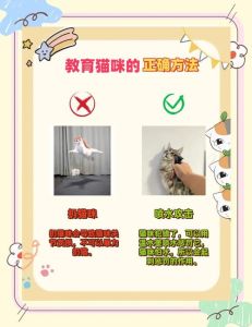 怎么教小猫规矩_防止猫咪乱踩乱跳，试试响罐玩具胶带或栅栏！