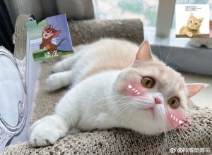铲屎官暖热水袋，猫咪菠萝头直接叼走，乐在其中！