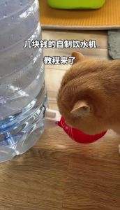 我家猫咪为啥爱睡矿泉水瓶？安全又暖心，快来学几招！