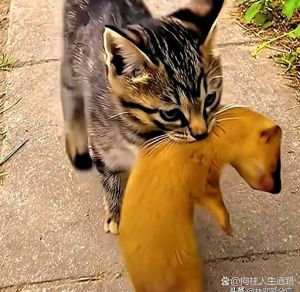 喇叭吓飞鸽子，猫咪吓懵了！网友，猫狗大战真相了