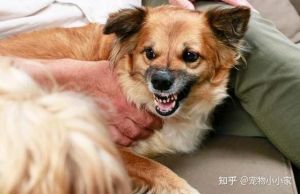 狗狗恨你的表现_不摸不理离家出走，主人快反思！