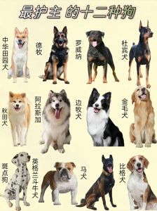 各种狗狗品种图片_泰迪金毛等犬种特点大公开