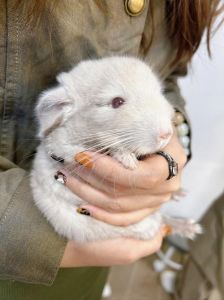 学生党养龙猫还是貂_龙猫可爱温顺寿命长,适合学生养,成本低,比貂好 学生党养龙猫还是貂_龙猫可爱温顺寿命长,适合学生养,成本低,比貂好