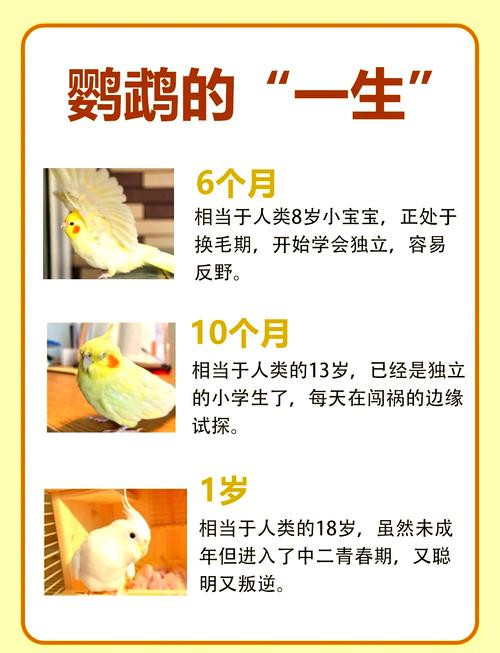 鹦鹉交友三步走，空间到身体接触，学动物理性社交，建立稳固关系