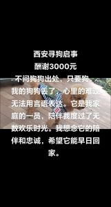 雪天忘收狗，半夜回家淡定抖雪，主人心疼又好笑