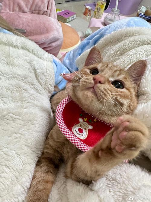 冻伤病重橘猫获救，好心人Jaelle悉心照料后收养