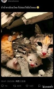 深夜小猫含泪葬母猫，男子感动收养，动物界常见类似行为揭示灵性与情感，万物有灵应尊重生命
