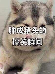 猫咪搞笑经历，偷吃鲍鱼肿成猪头，绝育扯伤惨叫，外卖车上睡塌箱