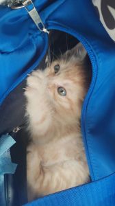 猫咪穿宝宝衫像孩子引共鸣，但专家提醒勿委屈猫咪天性