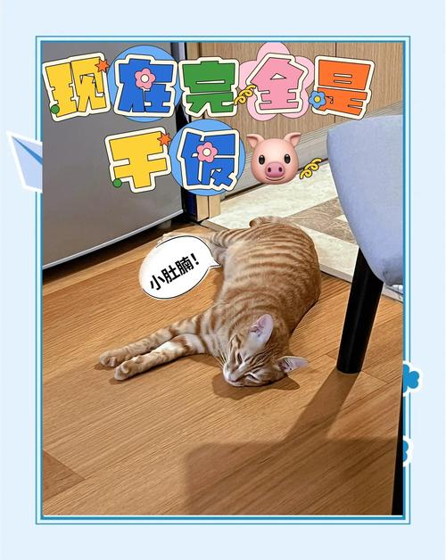 冻伤病重橘猫获救，好心人Jaelle悉心照料后收养
