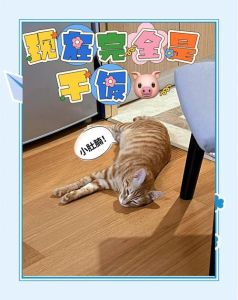冻伤病重橘猫获救，好心人Jaelle悉心照料后收养