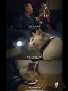 《养猫人的醒脑集》第36期，图片文章分享，带给你正能量与启发！