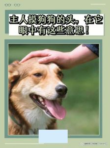 摸狗头是表达爱意，狗狗会觉得被偏爱，带来放松享受，像专属按摩
