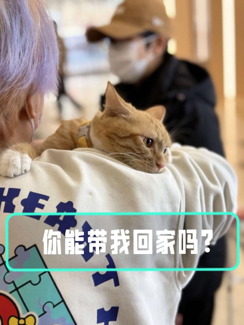 冻伤病重橘猫获救，好心人Jaelle悉心照料后收养